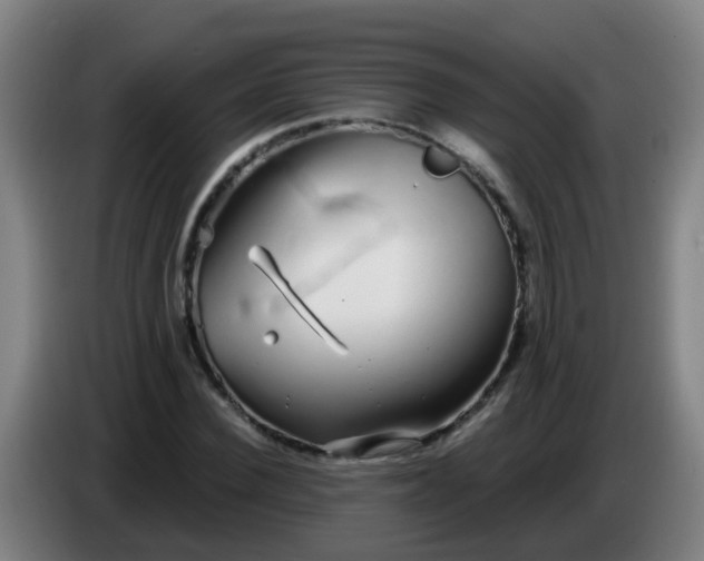 X0000086780924200704201821