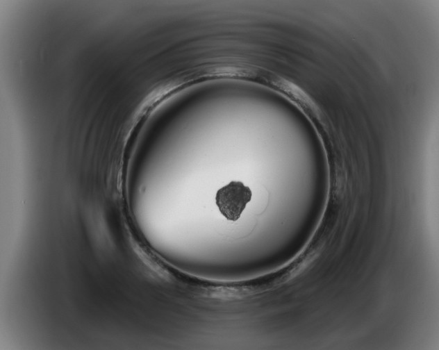 X0000086780938200704201821