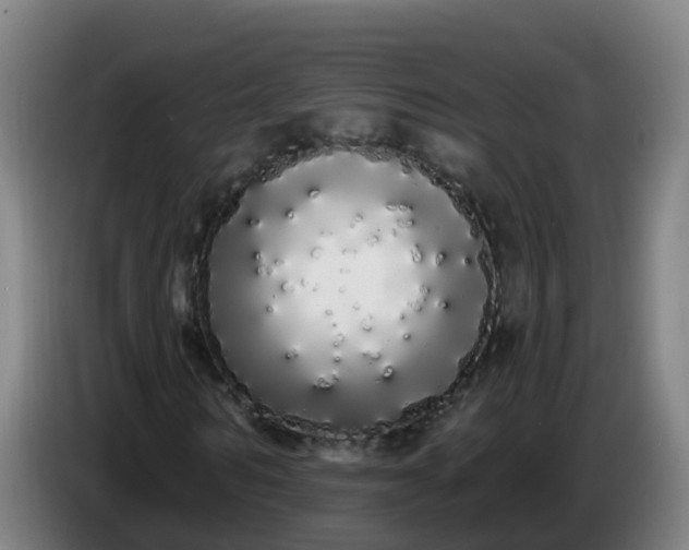 X0000086780962200704201821