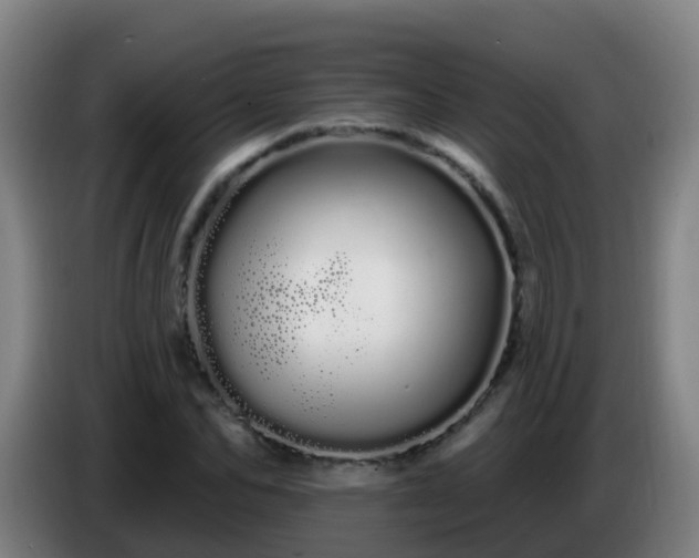 X0000086780974200704201821