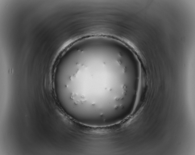 X0000086780982200704201821