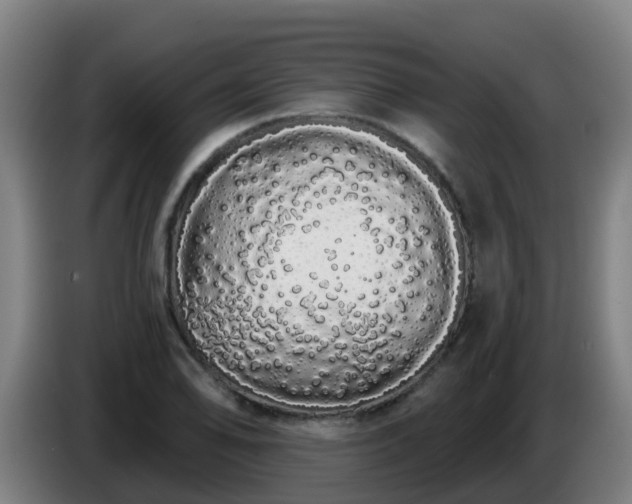 X0000086781078200704201819