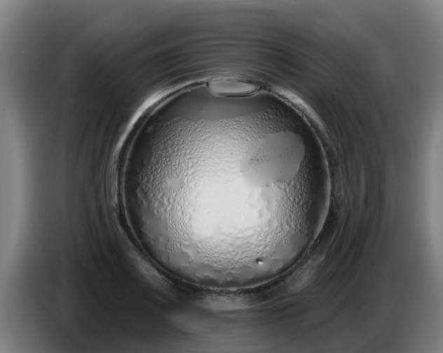 X0000086781083200704201819