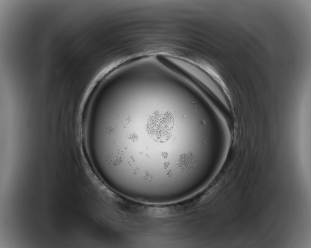 X0000086781088200704201819