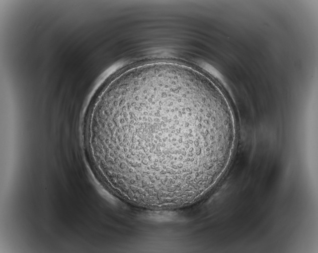 X0000086781090200704201819