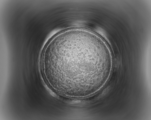 X0000086781098200704201819