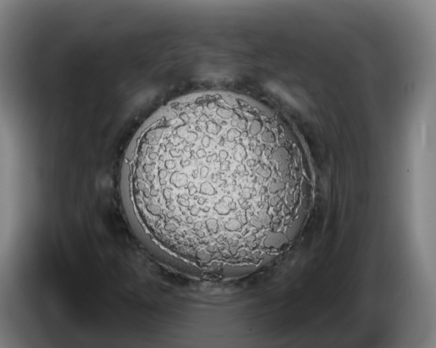 X0000086781254200704201817