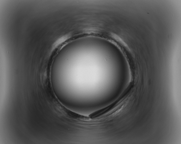 X0000086781261200704201817