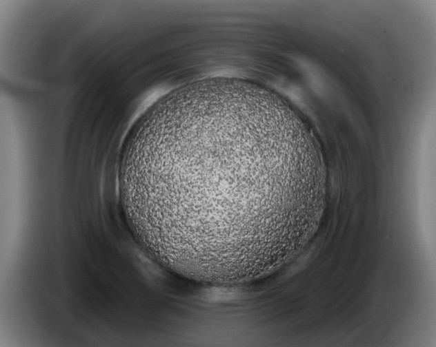 X0000086781274200704201817