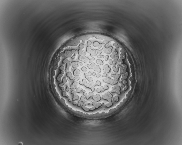 X0000086781282200704201817