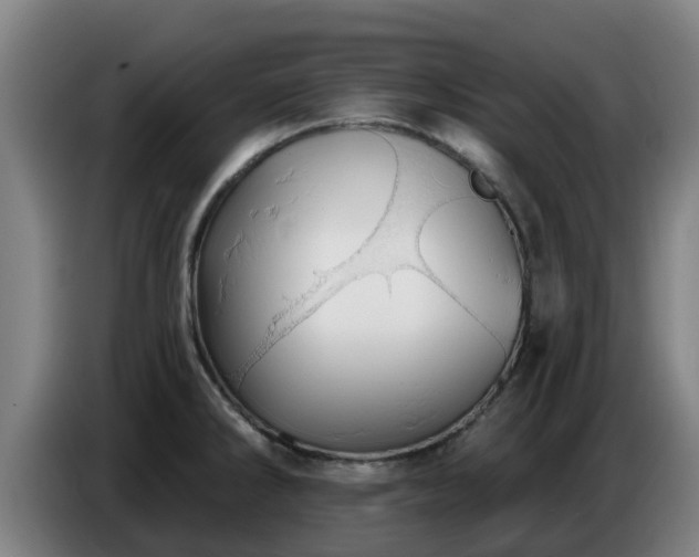 X0000086781286200704201817