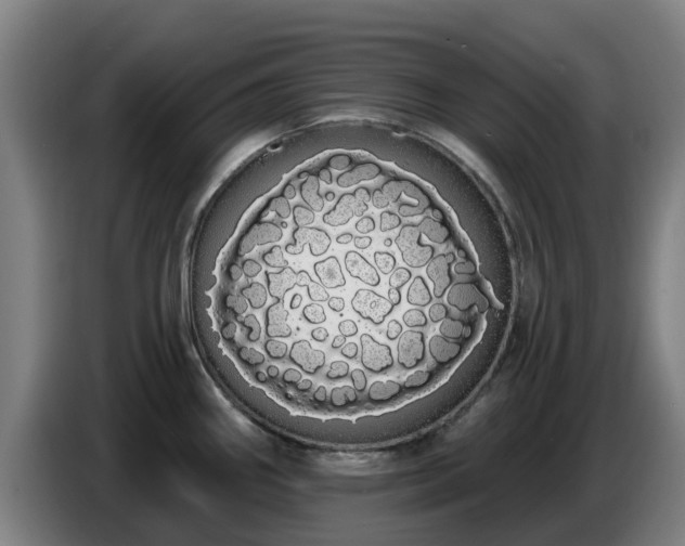 X0000086781290200704201817