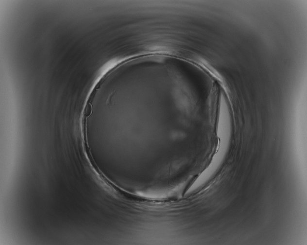 X0000086781291200704201817