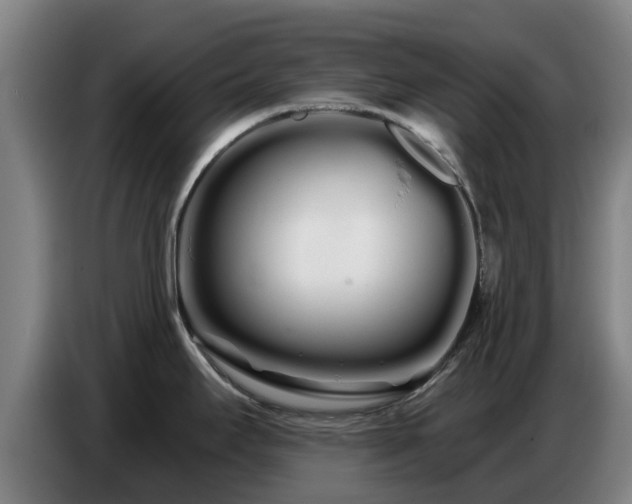 X0000086781295200704201817