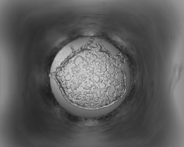 X0000086781446200704201815