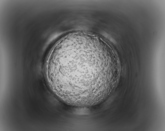 X0000086781454200704201815