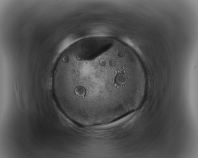 X0000086781459200704201815