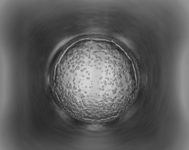 X0000086781462200704201815