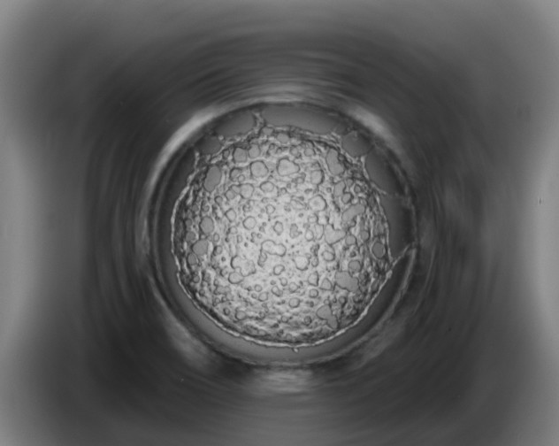 X0000086781466200704201814