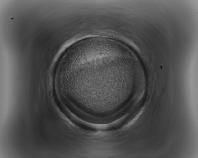 X0000086781506200704201814