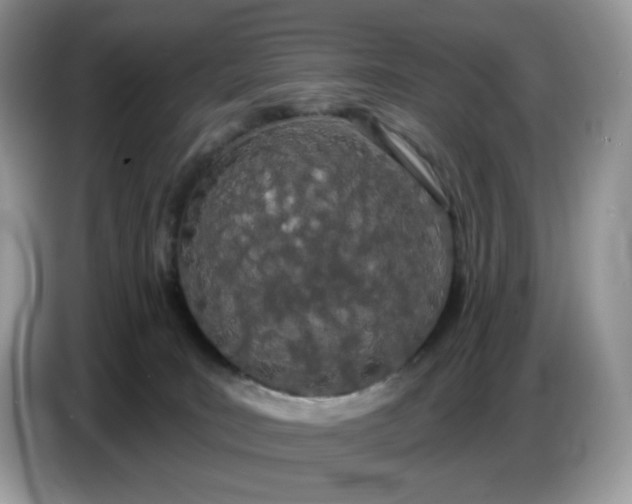 X0000086780035200704271819