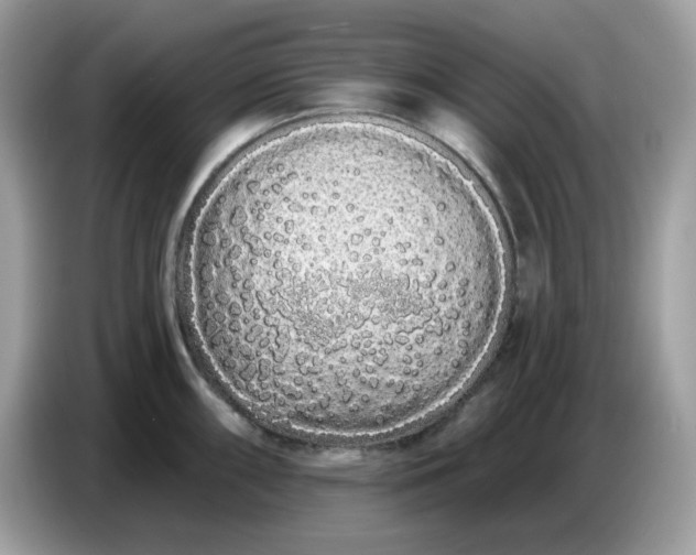 X0000086781098200704271805