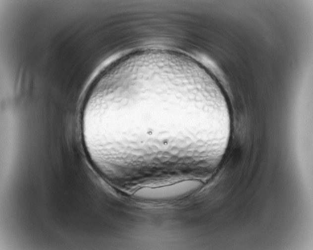 X0000086781384200704271801