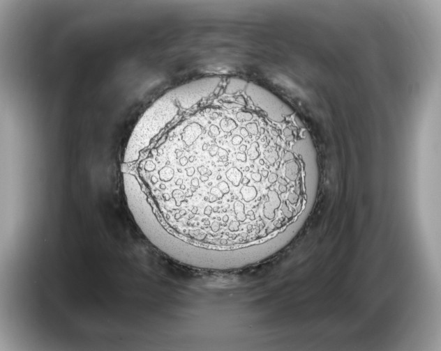 X0000086781446200704271800