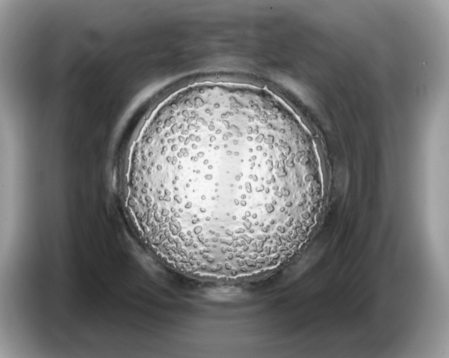 X0000086781462200704271800