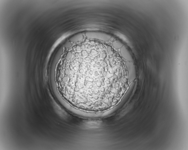 X0000086781466200704271800