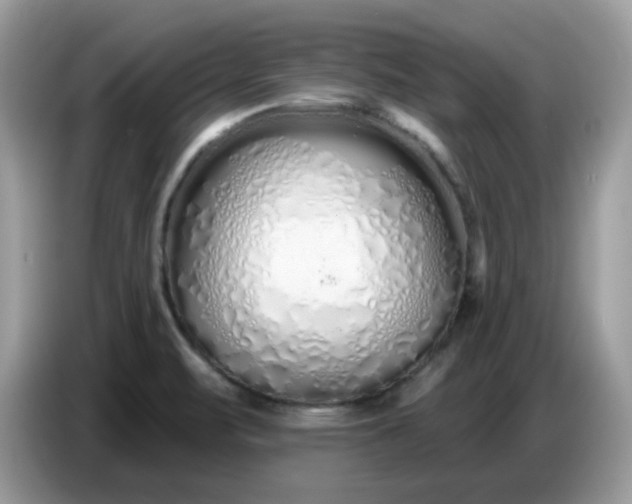 X0000086781471200704271800