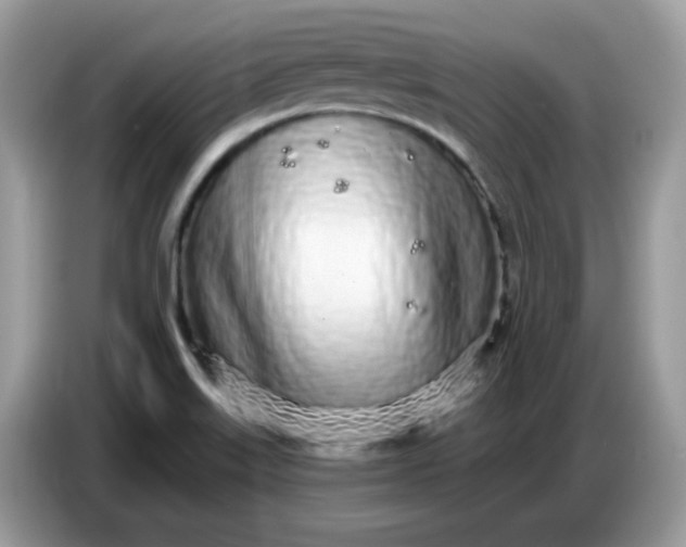 X0000086781515200704271800