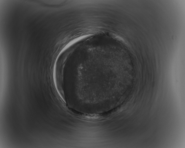 X0000086780720200705041528