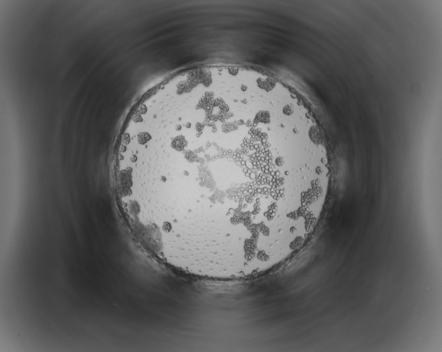 X0000086780856200705041527