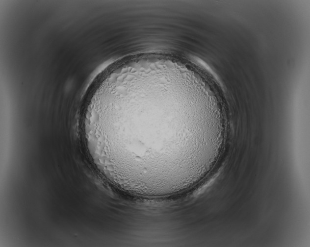 X0000086780875200705041526