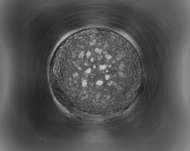 X0000086780958200705041525