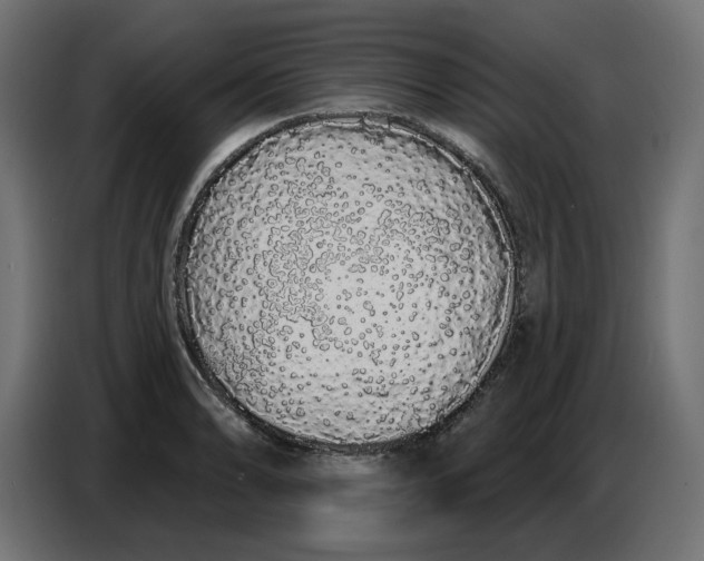 X0000086781086200705041523