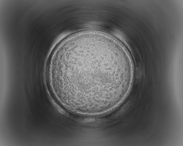 X0000086781098200705041523