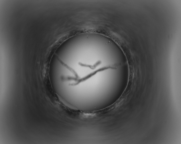 X0000086781157200705041522