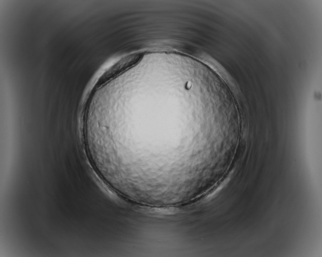 X0000086781196200705041522