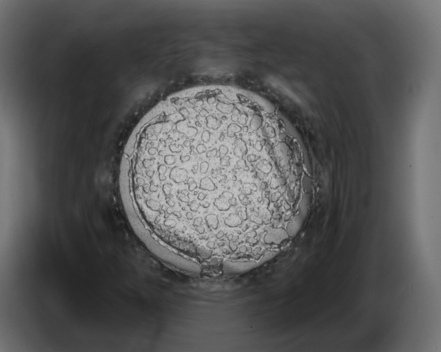 X0000086781254200705041521