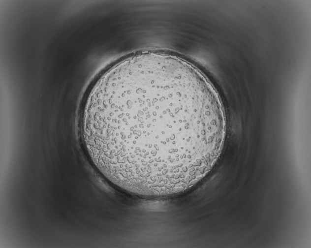 X0000086781278200705041521