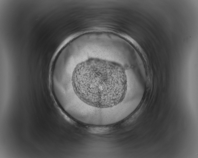 X0000086781294200705041520