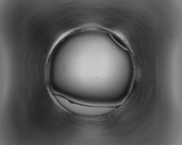 X0000086781295200705041520