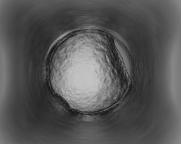 X0000086781364200705041520