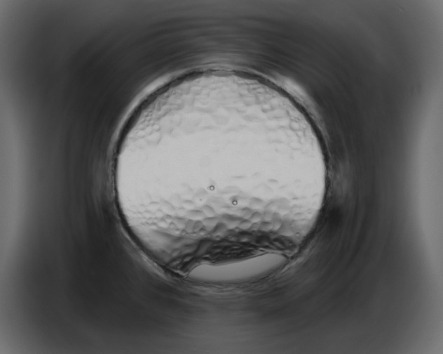 X0000086781384200705041519