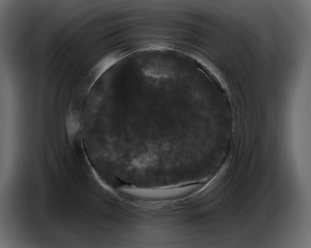 X0000086781385200705041519