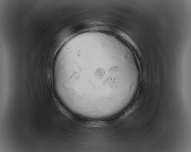 X0000086781417200705041519