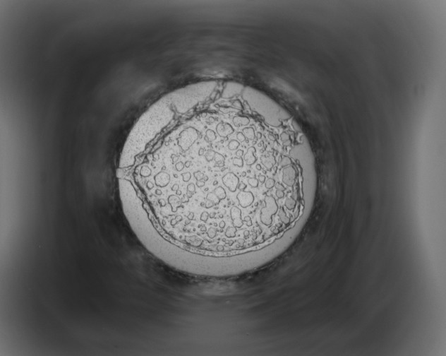 X0000086781446200705041518