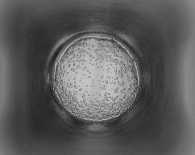 X0000086781462200705041518